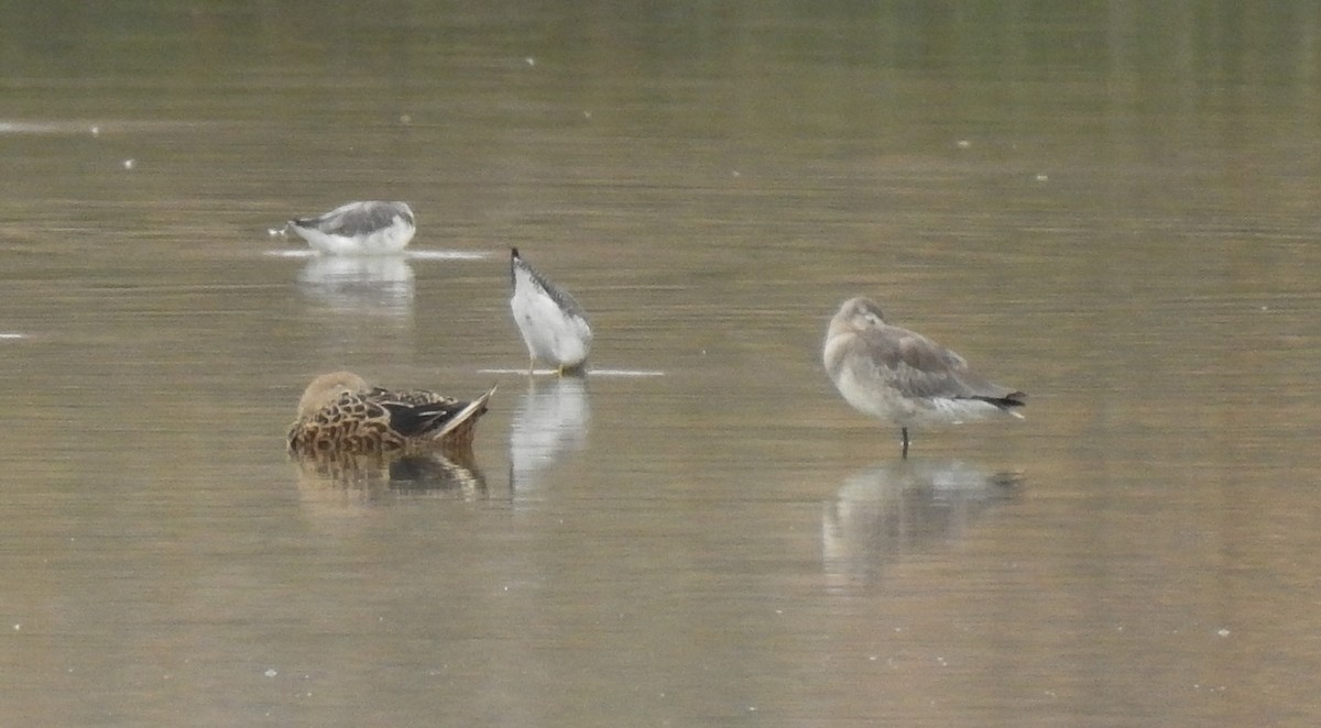 Hudsonian Godwit - ML302446521