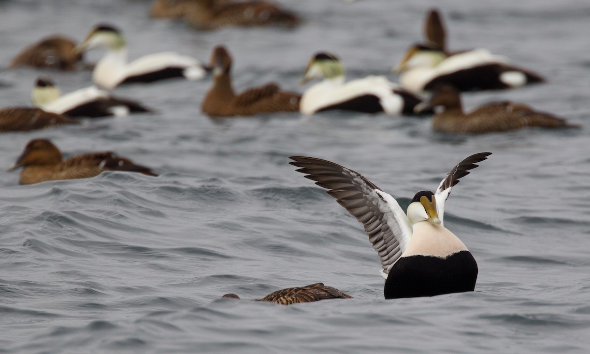 Common Eider (Dresser's) - Chris Wood