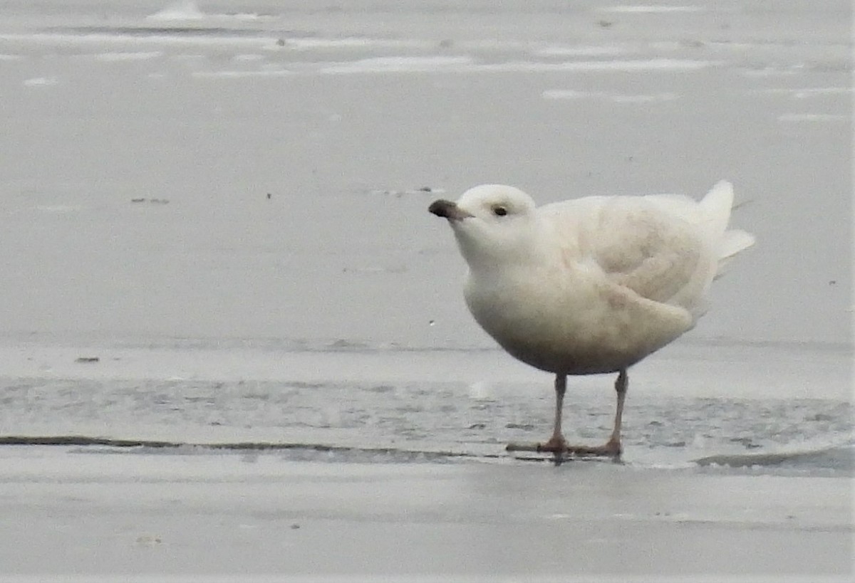 Iceland Gull - ML302450561