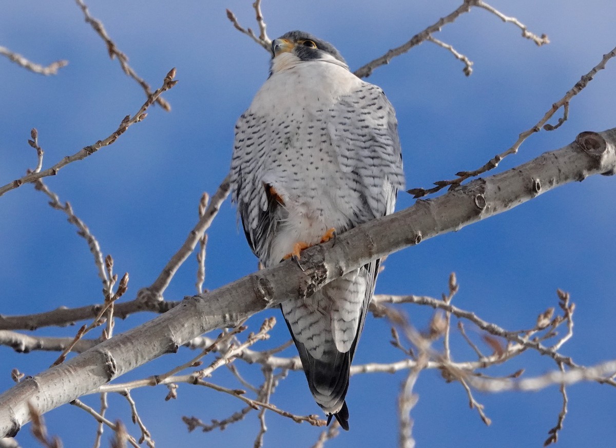 Peregrine Falcon - Mary Kvasnic