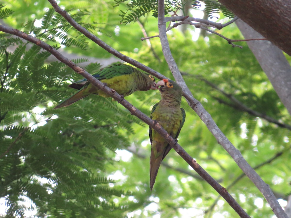 Orange-fronted Parakeet - ML30245221