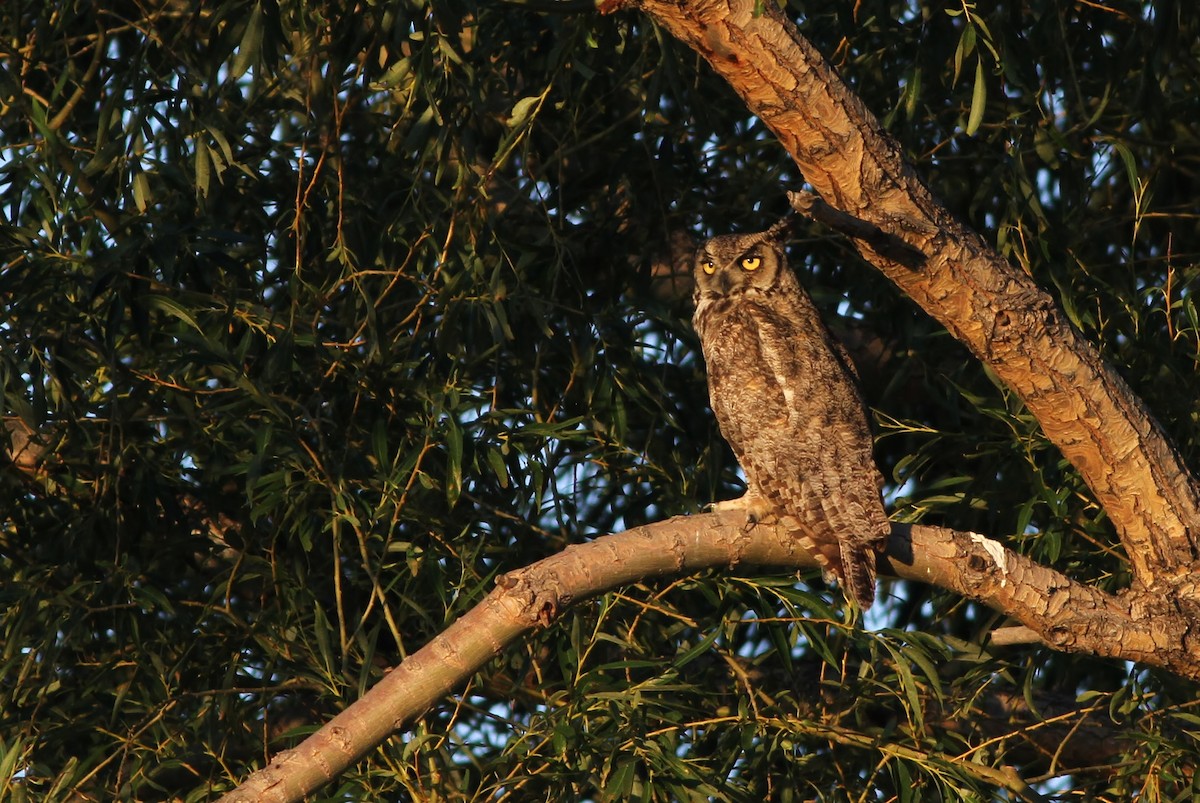 Great Horned Owl - ML30245231