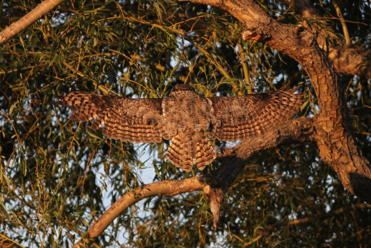Great Horned Owl - ML30245241