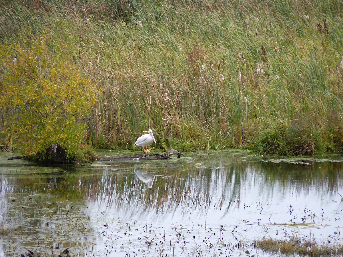 American White Pelican - Marieta Manolova