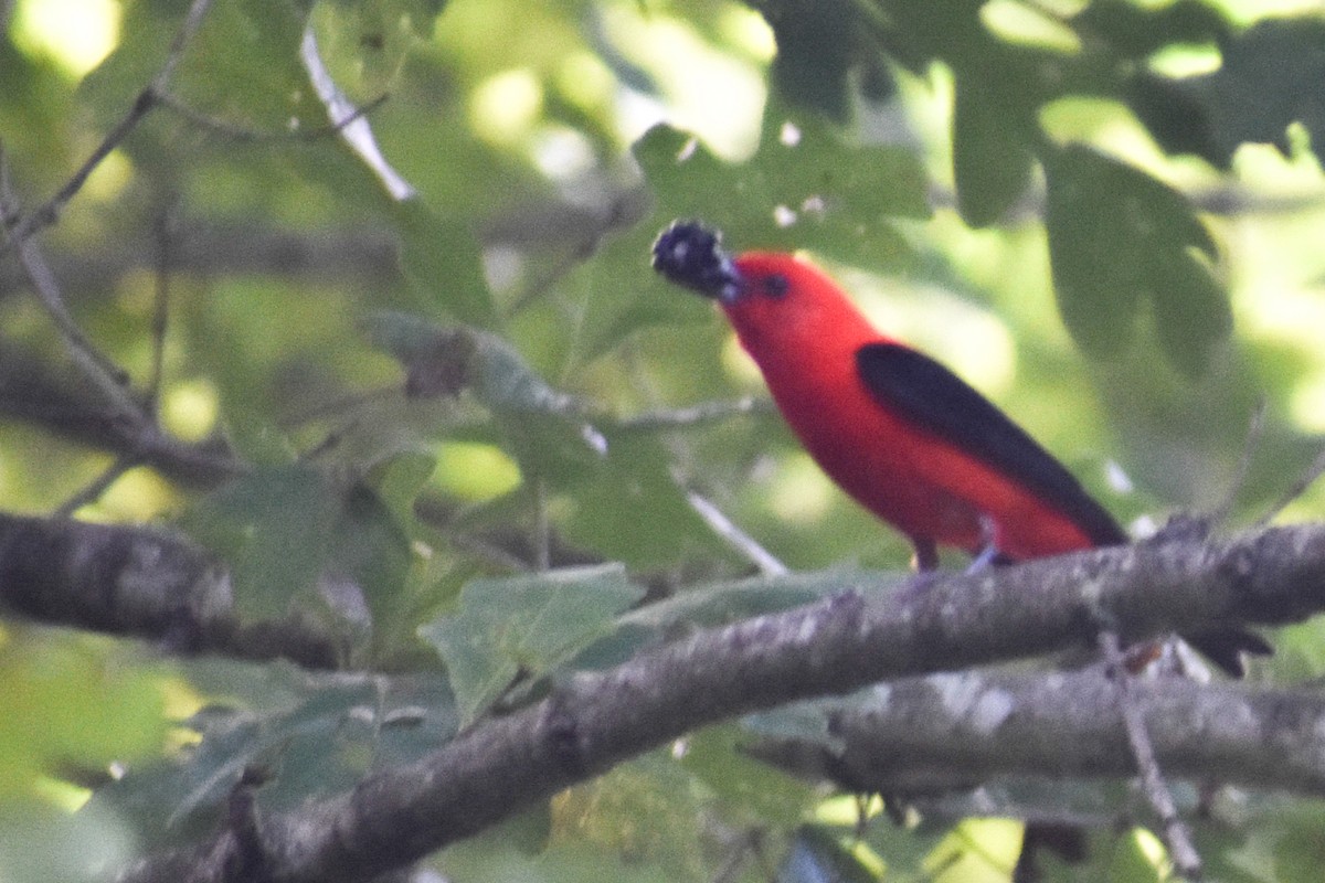 Scarlet Tanager - ML302454131