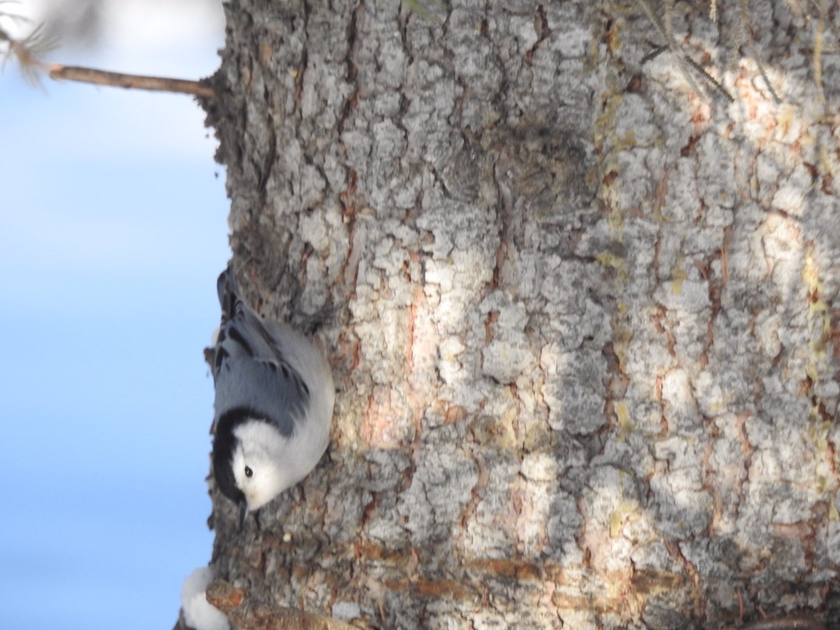 White-breasted Nuthatch - ML302457881