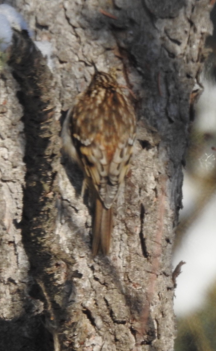 Brown Creeper - ML302458091