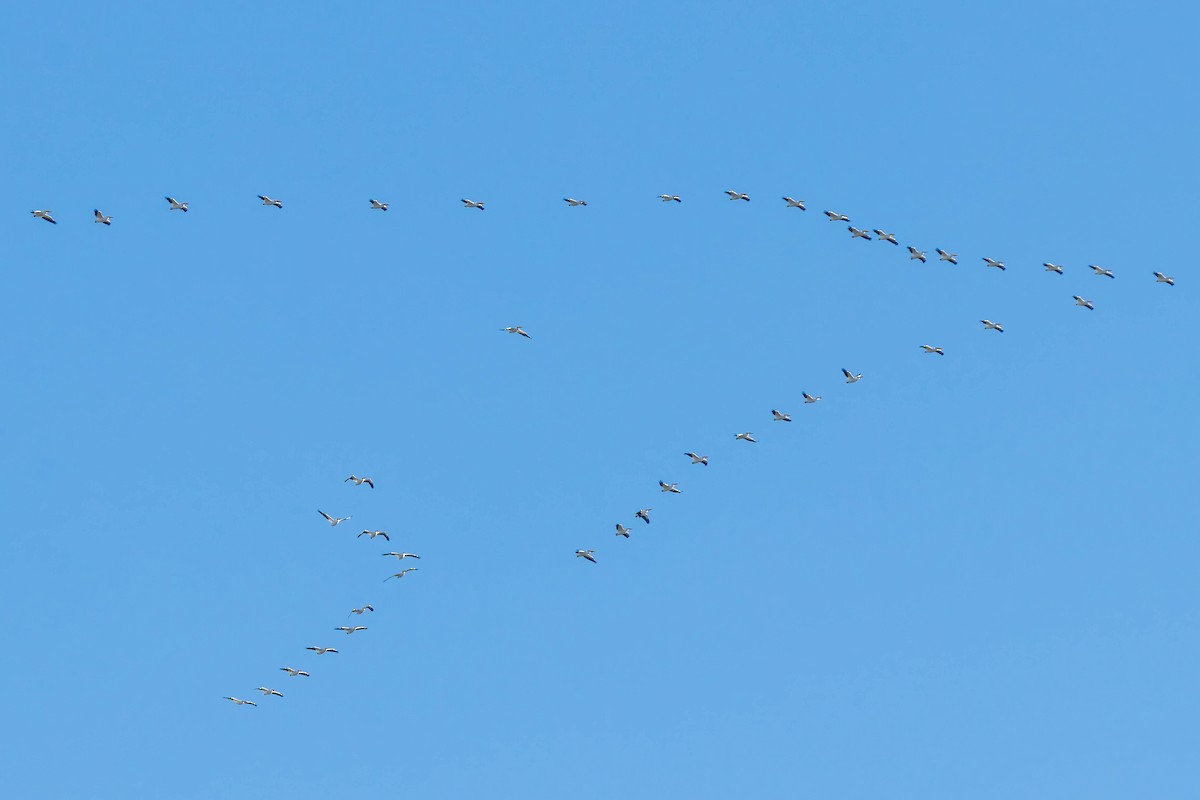 Пелікан рогодзьобий - ML302458301