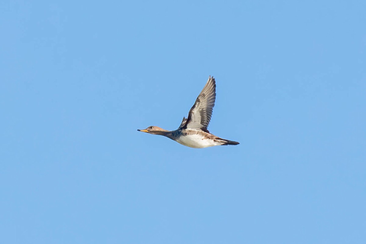 Крех жовтоокий - ML302458321