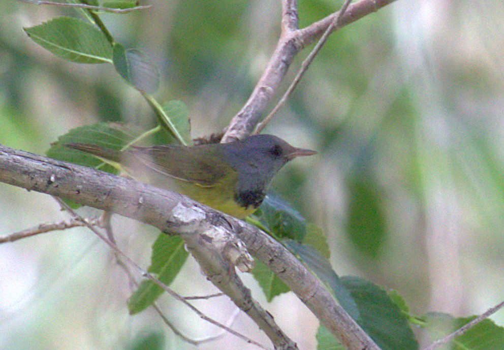 Mourning Warbler - Curtis Marantz