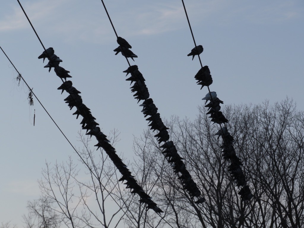 Хөхвөр тагтаа (суурин газрын) - ML302462371