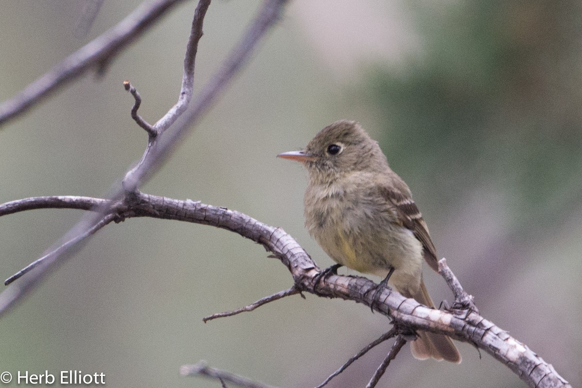 Western Flycatcher (Cordilleran) - ML30246311