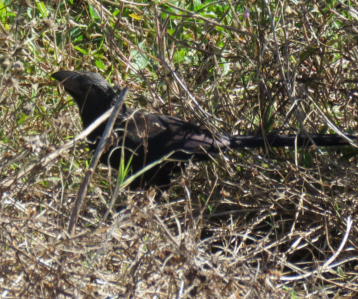 Groove-billed Ani - ML302463131