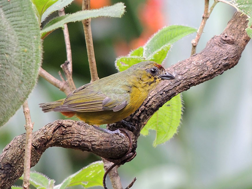 Olive-backed Euphonia - Richard Garrigues