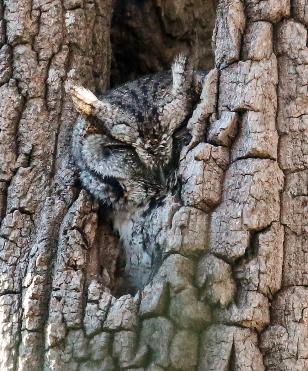 Eastern Screech-Owl - ML302464551