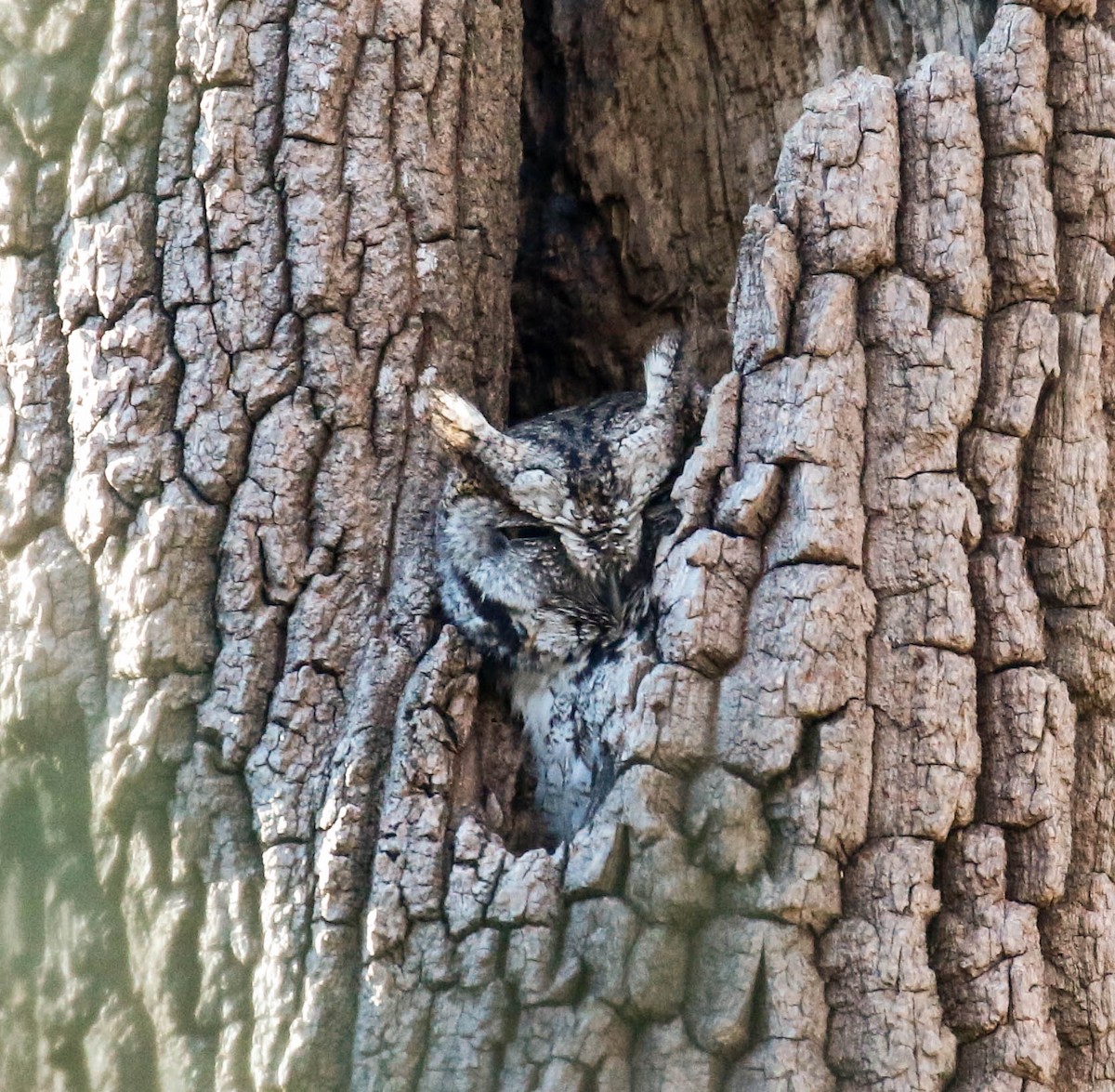 Eastern Screech-Owl - ML302464571