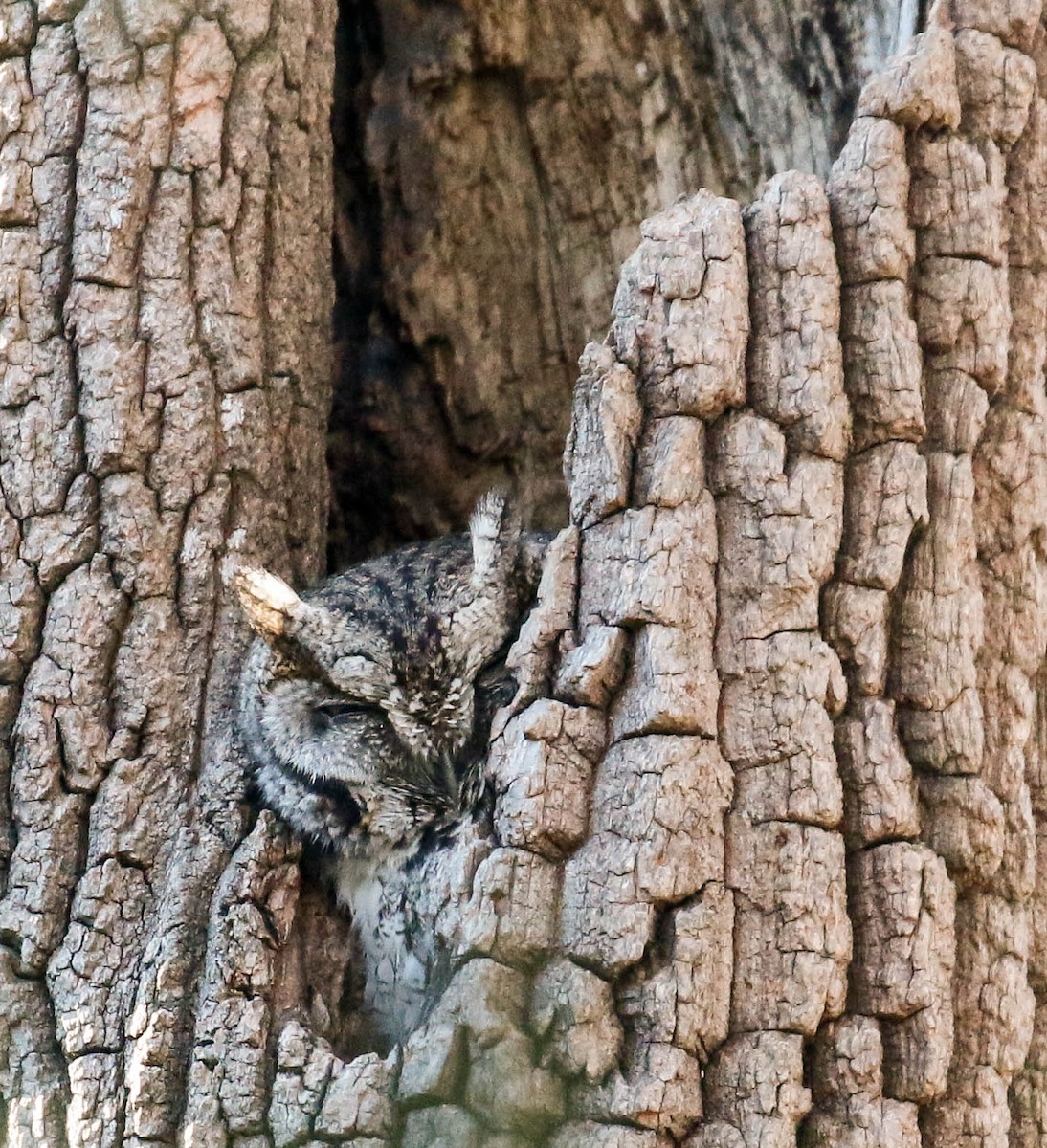 Eastern Screech-Owl - Tom Driscoll