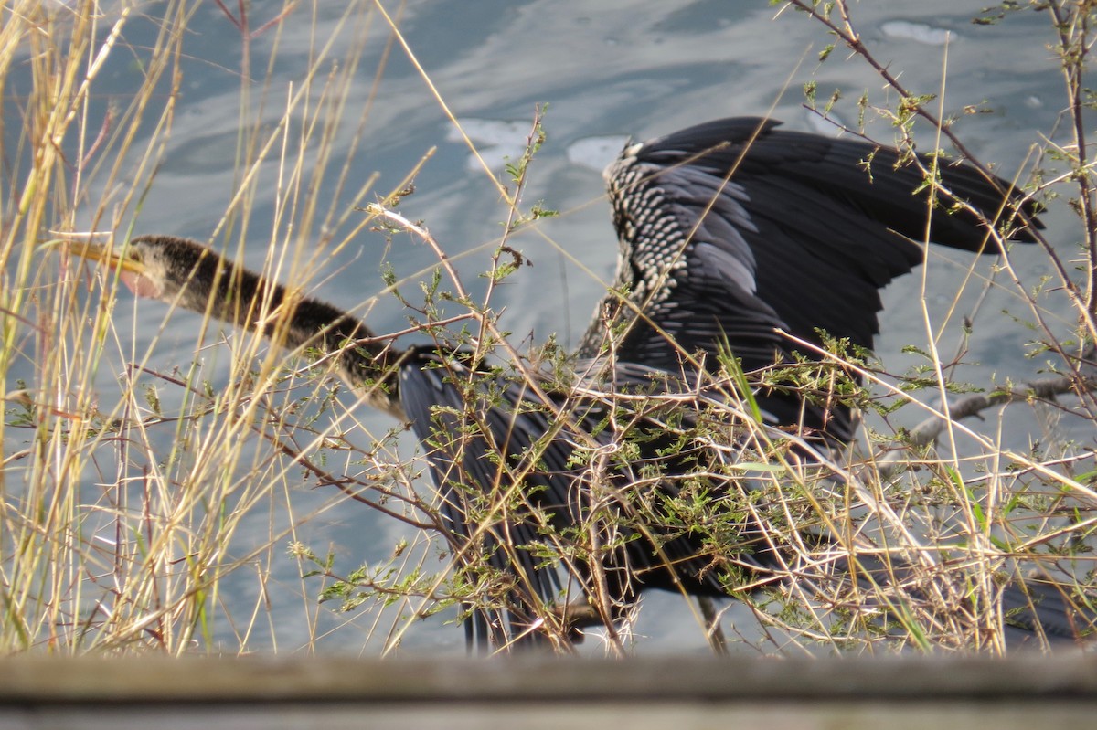 Anhinga - ML302465851