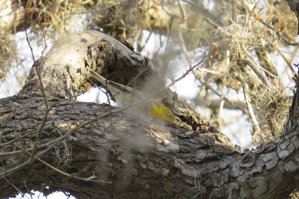 Pine Warbler - ML302466141