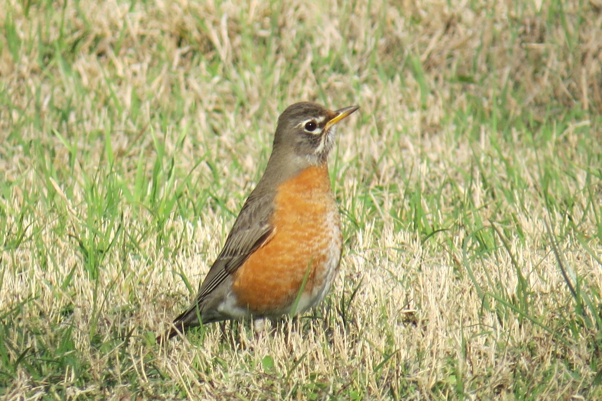 American Robin - ML302466191