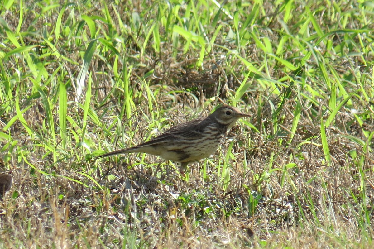 American Pipit - ML302466221