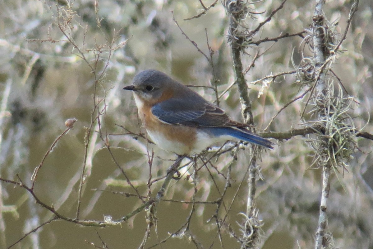 Eastern Bluebird - ML302466341