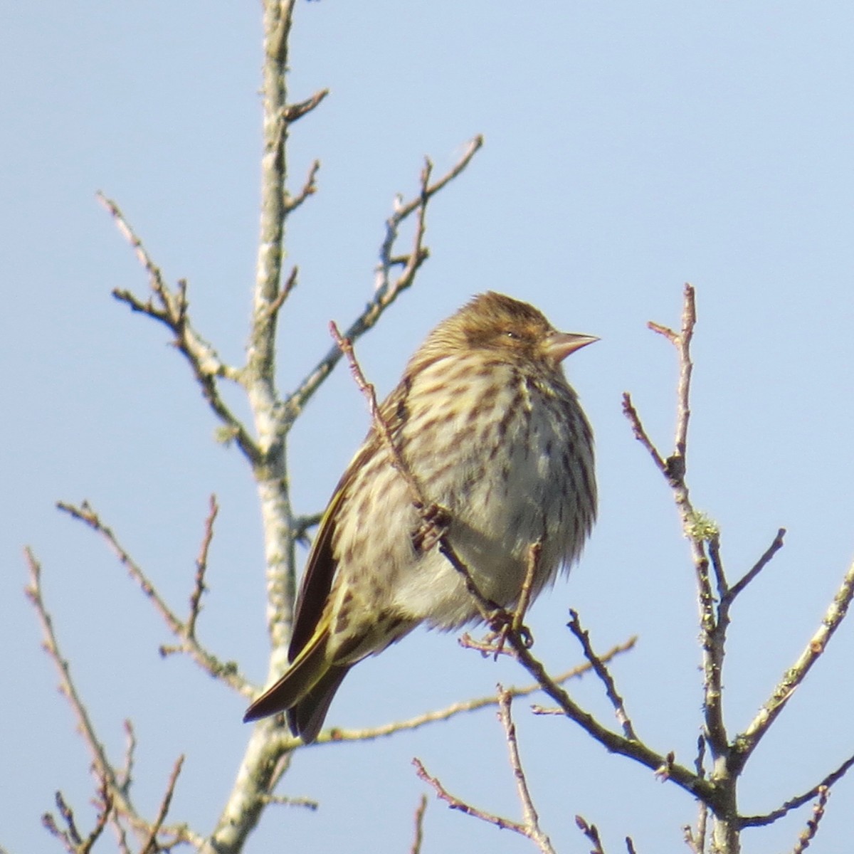 Pine Siskin - ML302466461