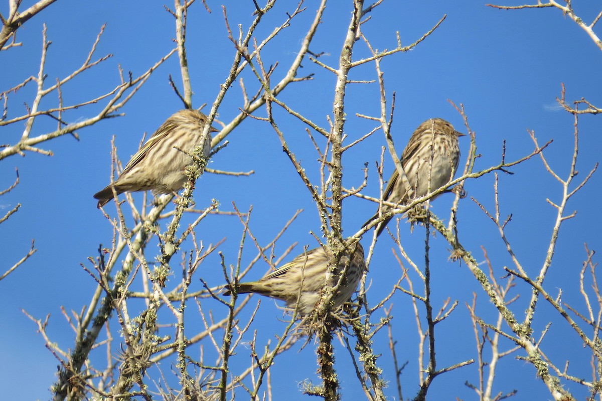 Pine Siskin - ML302466661