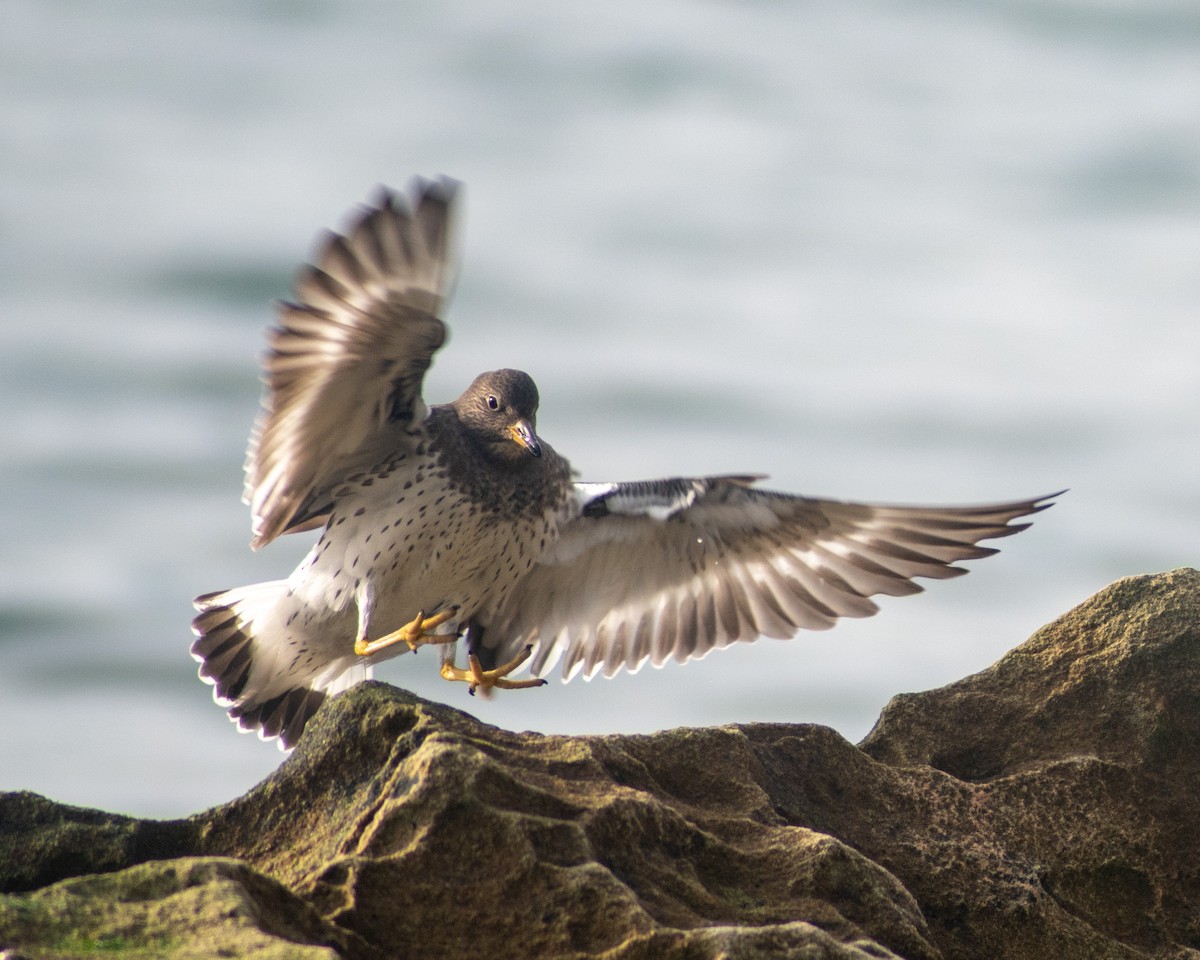 Surfbird - ML302468801