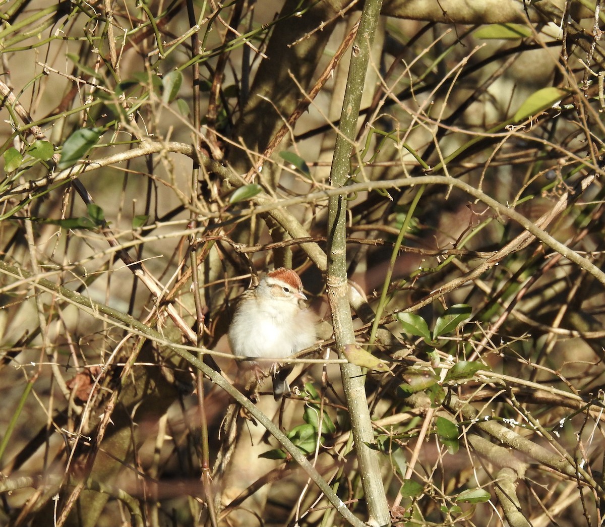 Chipping Sparrow - ML302469311