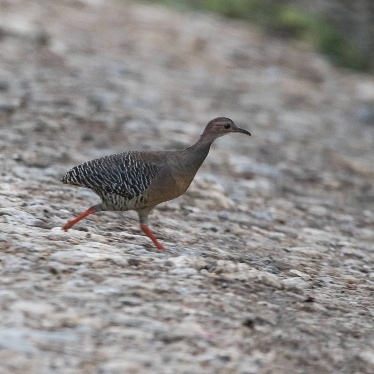 Thicket Tinamou - ML302470401