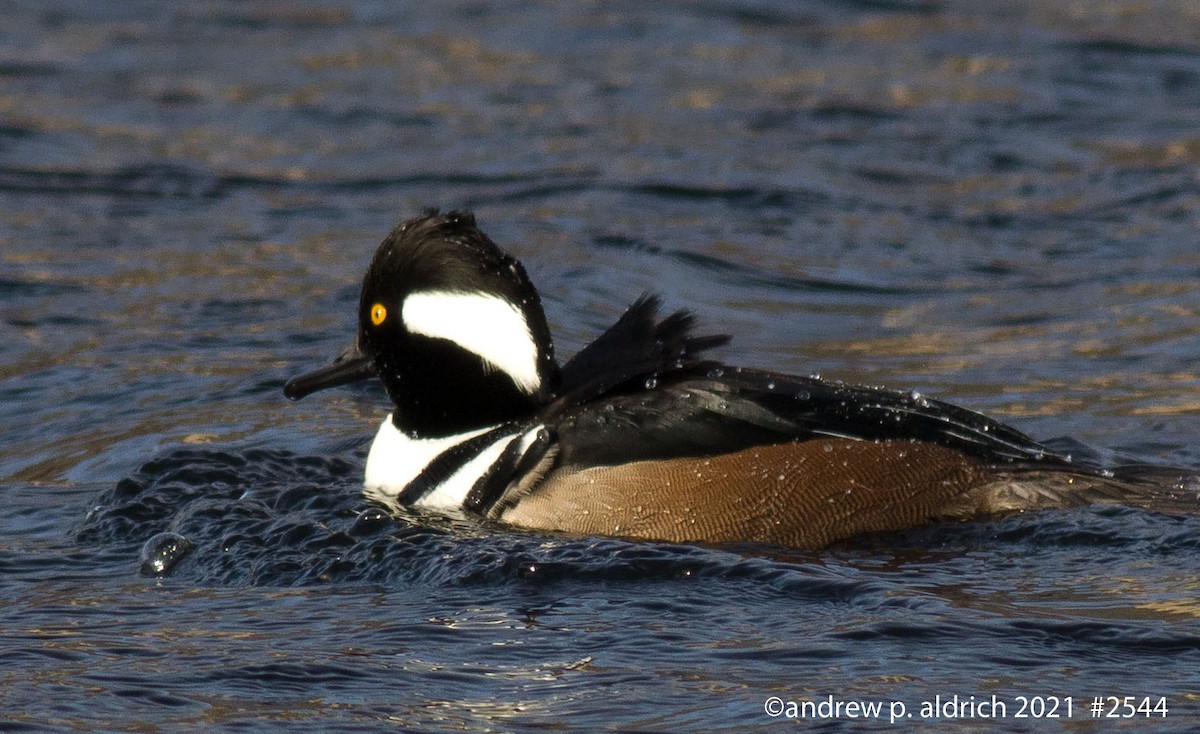 Hooded Merganser - ML302471431