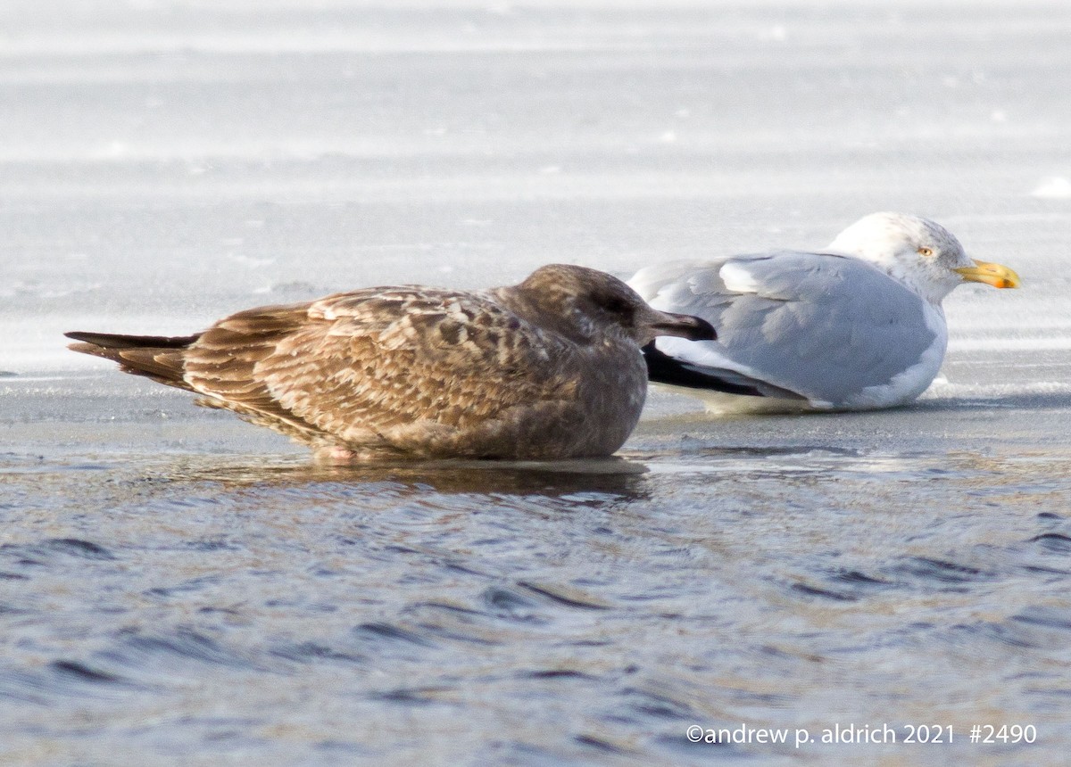 Herring Gull - ML302471721