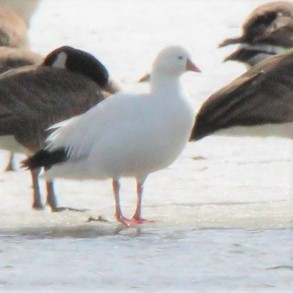 Ross's Goose - ML302472701