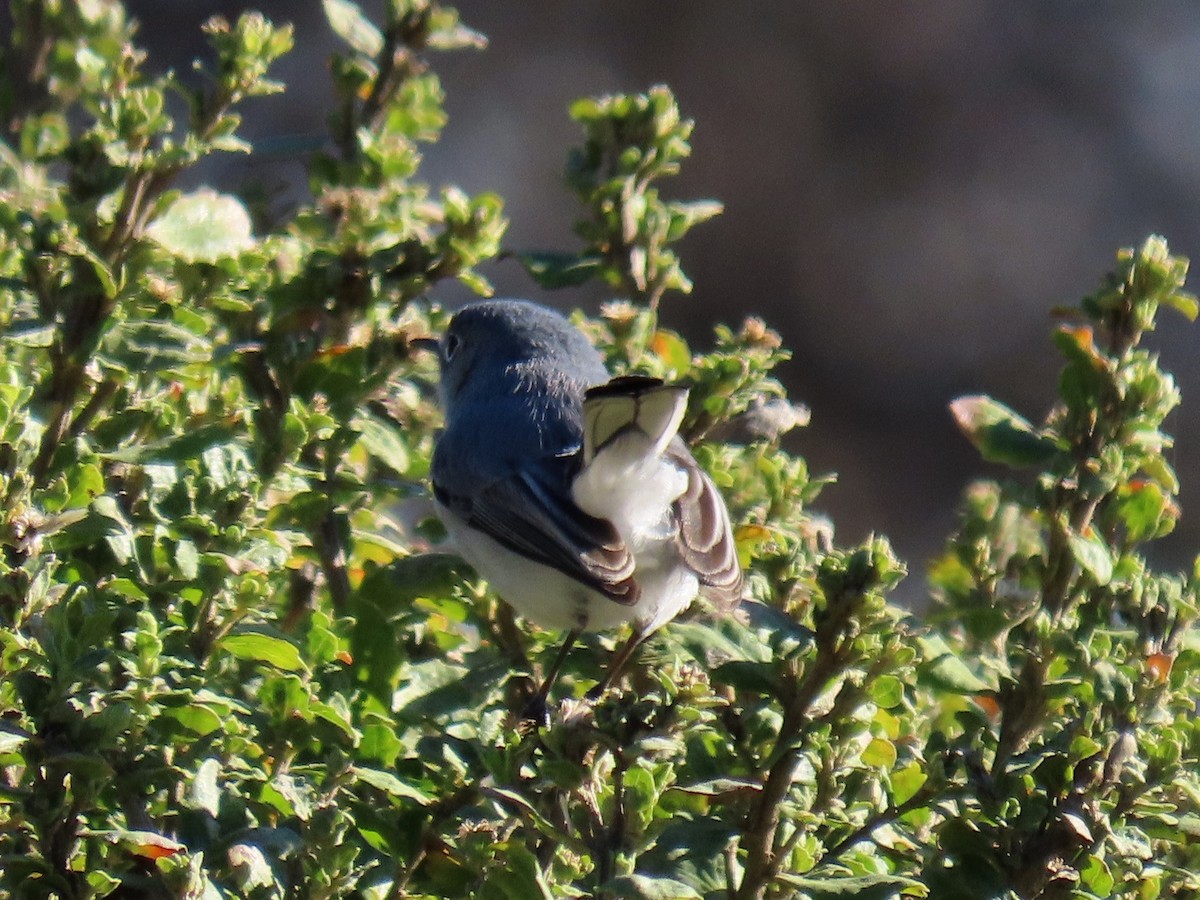 Blue-gray Gnatcatcher - ML302473351