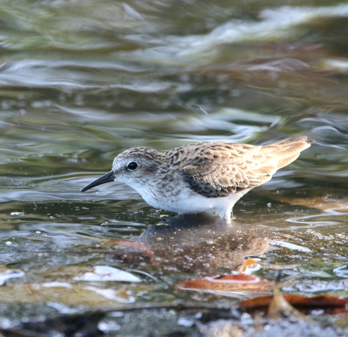 Least Sandpiper - Isaias Morataya