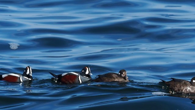 Harlequin Duck - ML302479771