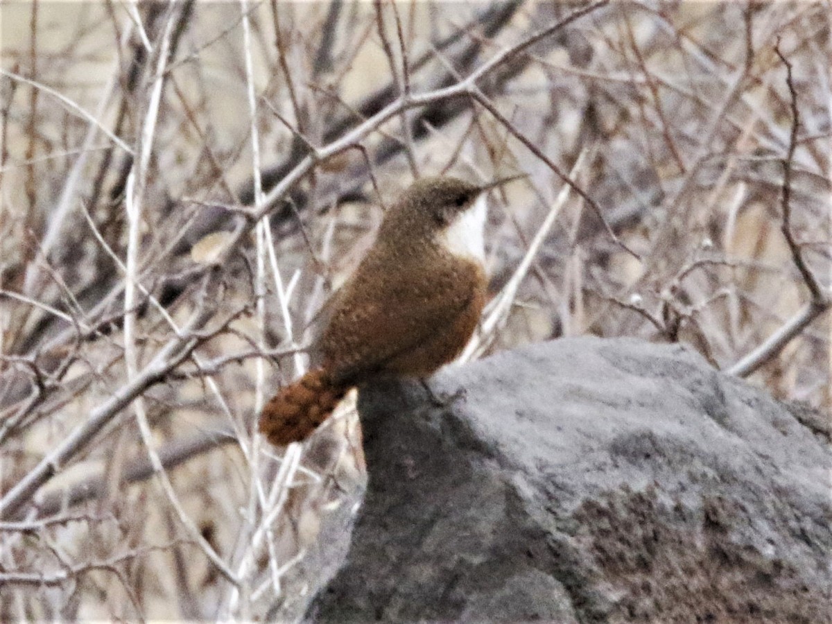 Canyon Wren - ML302481321