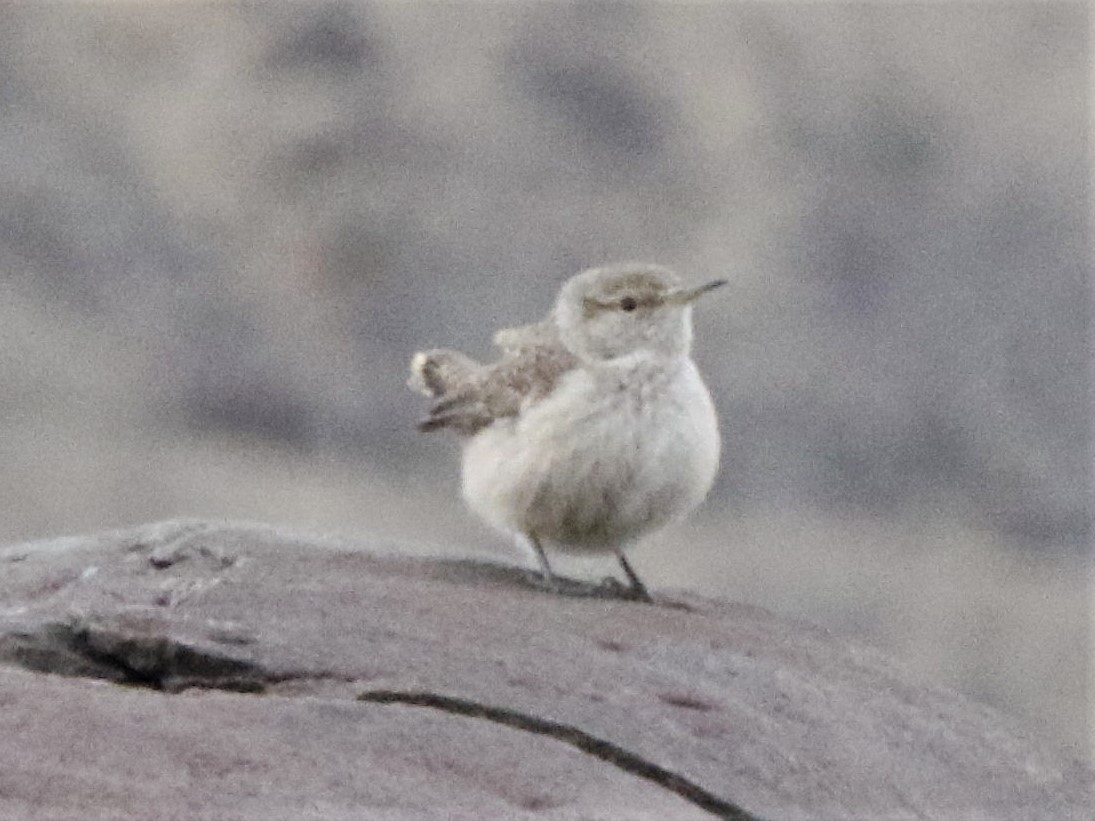 Rock Wren - ML302481721