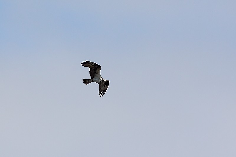 Águila Pescadora - ML302482771