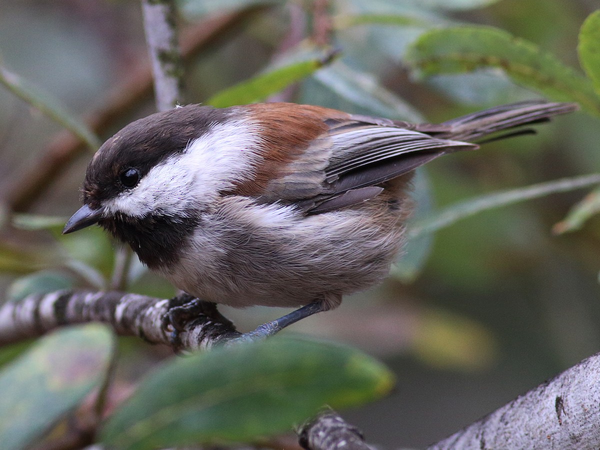 Adult (Central California Coast)
