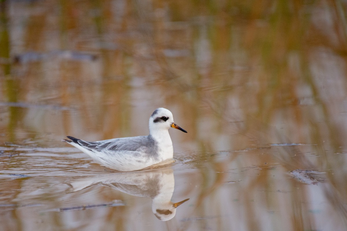 Red Phalarope - Herb Elliott