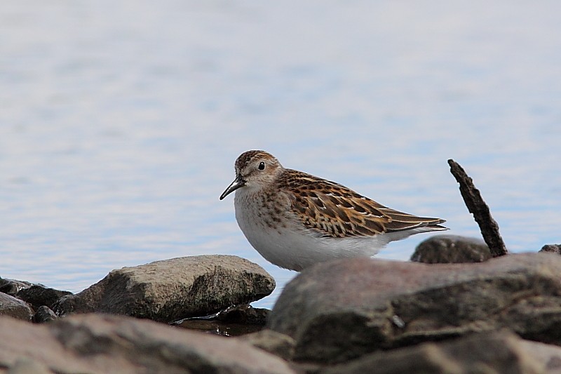 Least Sandpiper - ML302488711