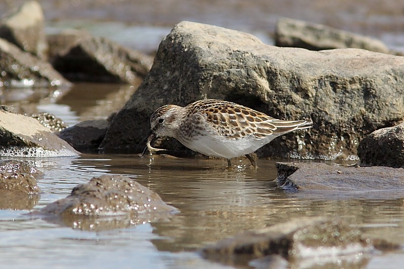 pygmésnipe - ML302488791