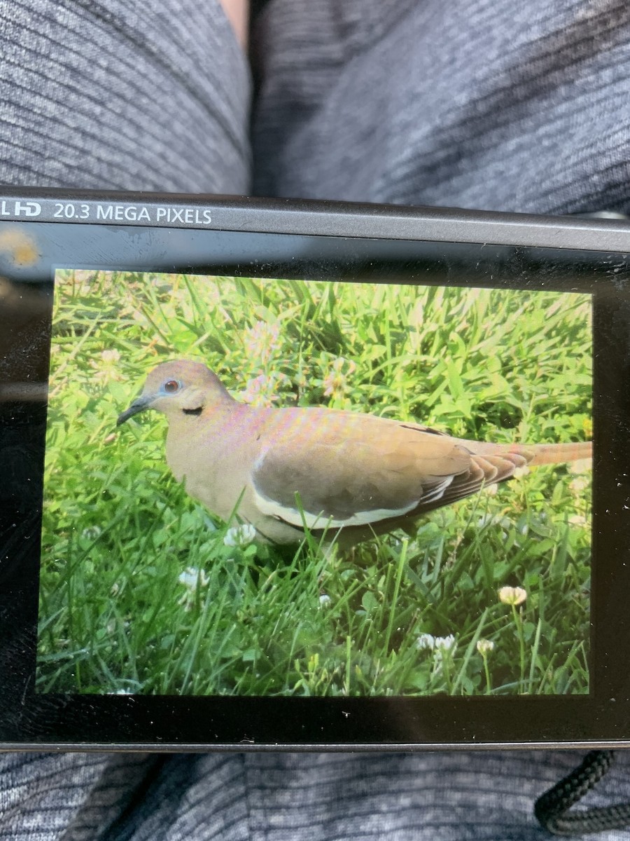 White-winged Dove - ML302490071