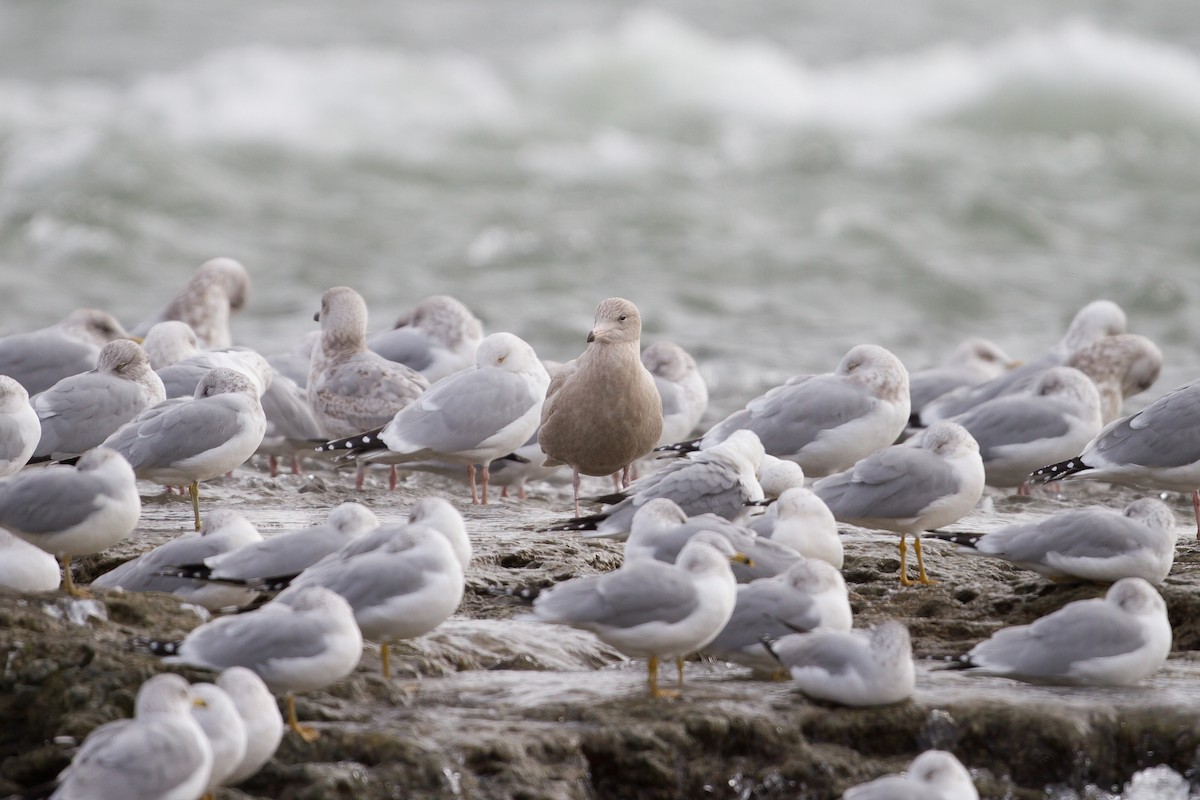 Glaucous Gull - Chris Sayers