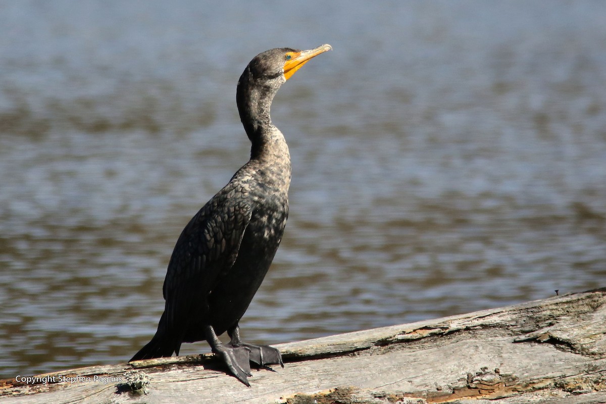 Double-crested Cormorant - Steve Pagans