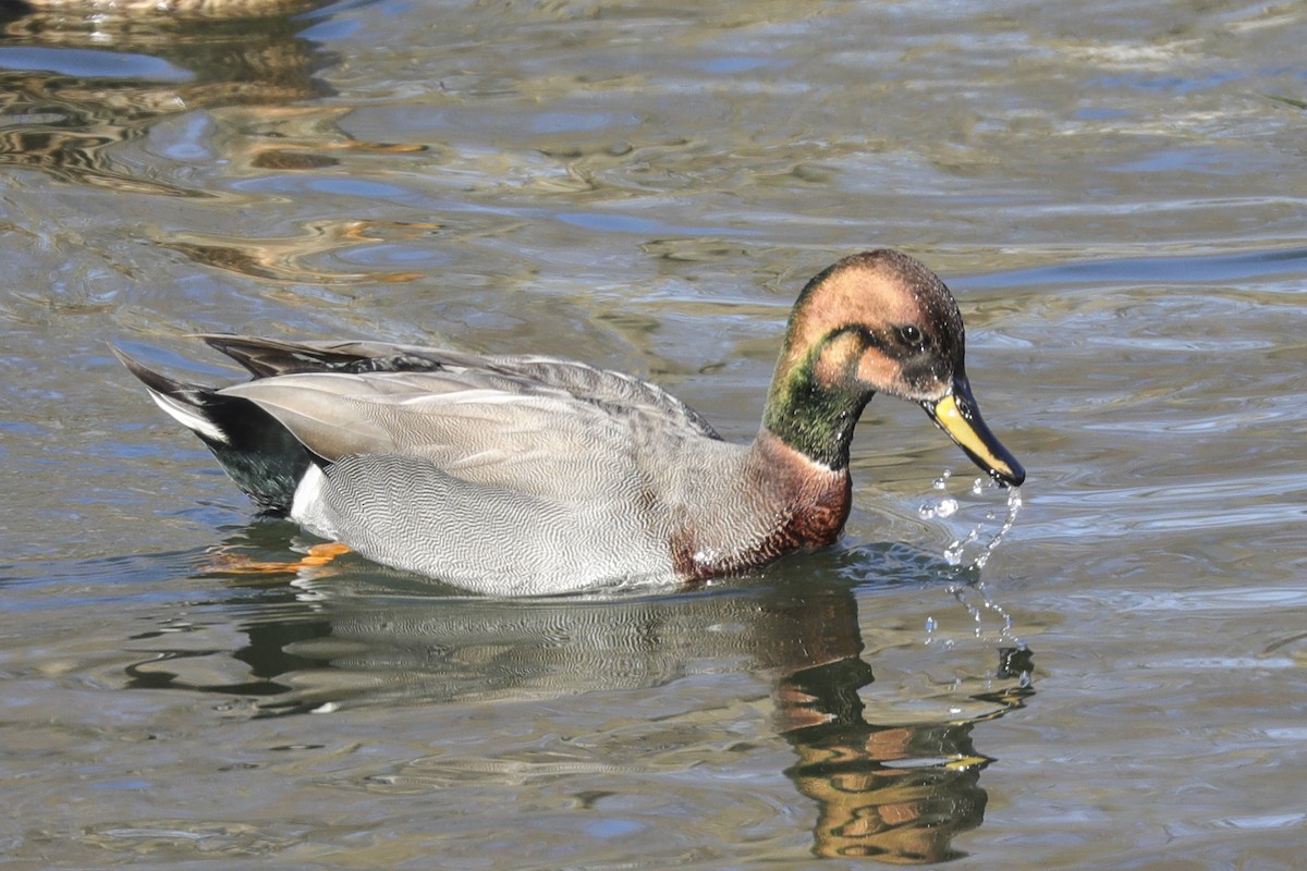 Gadwall x Mallard (hybrid) - ML302492861