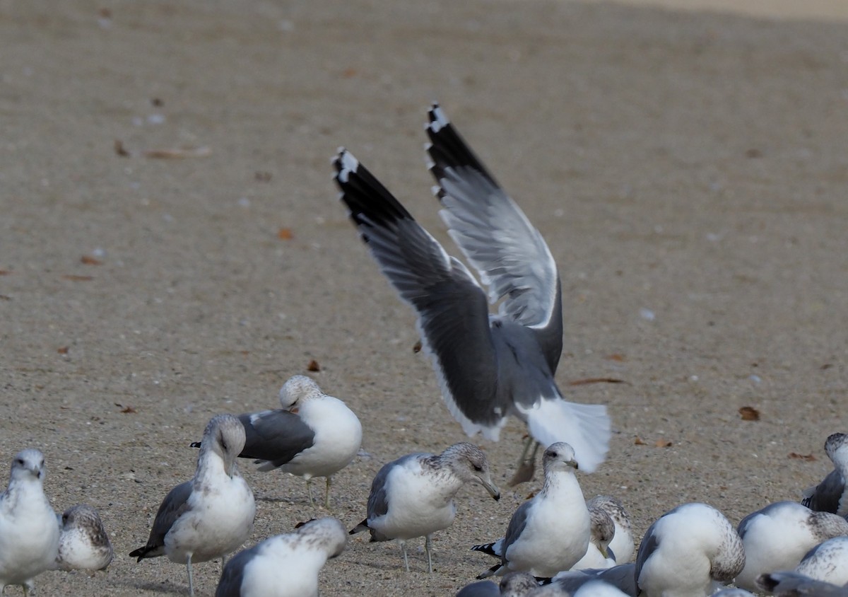 California Gull - ML302493931