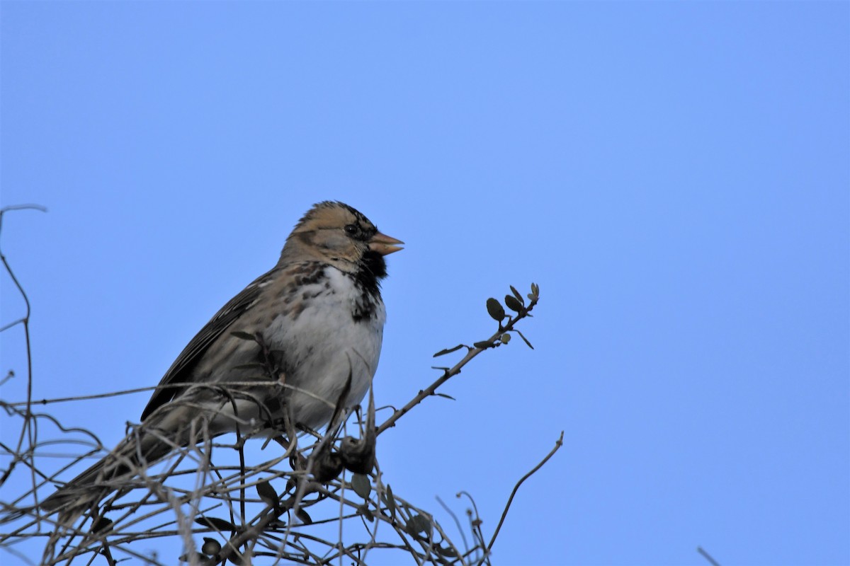 Harris's Sparrow - ML302495141